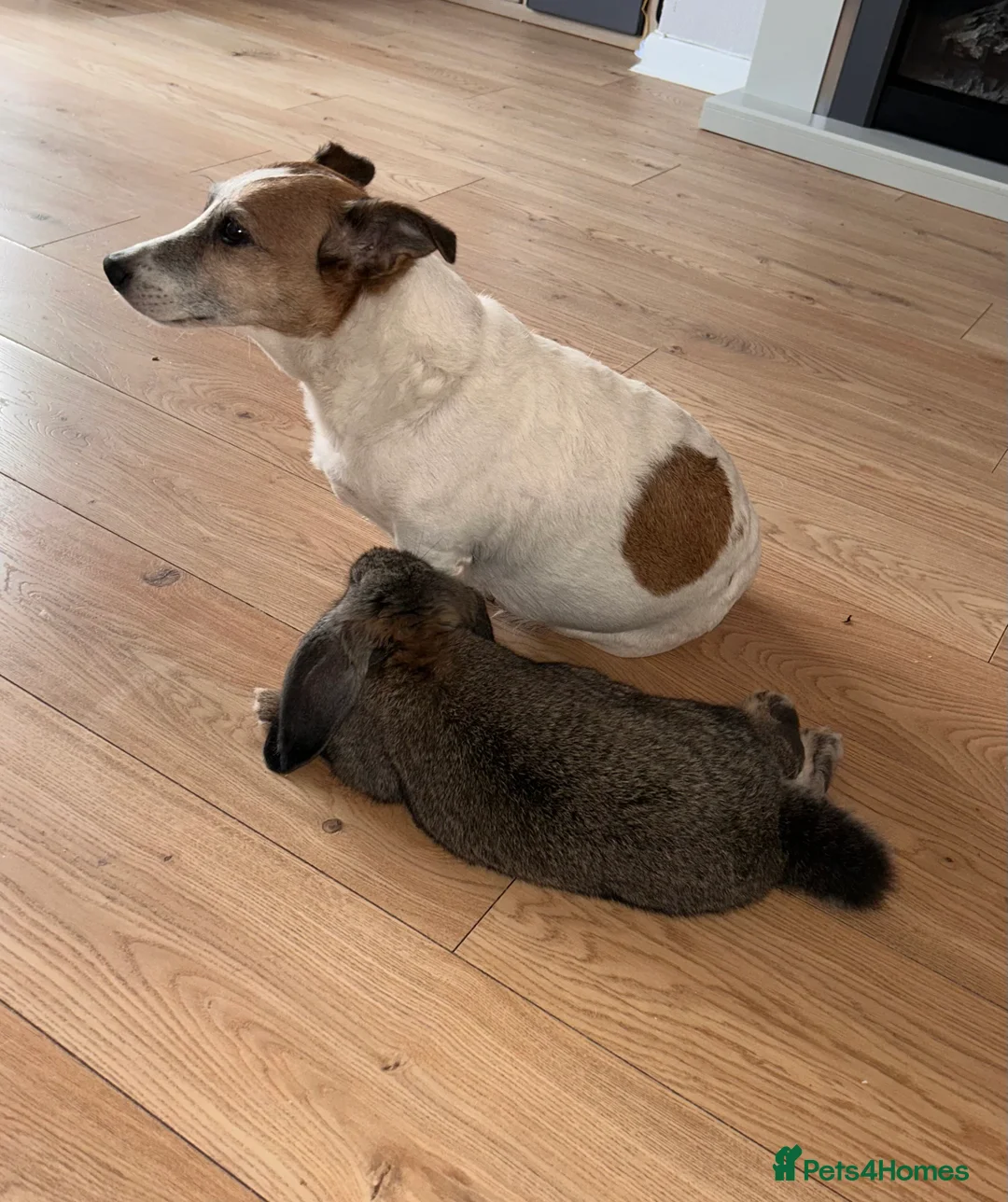 French Lop rabbits for sale: Cinnamon bun is a giant French lop - Advert 8