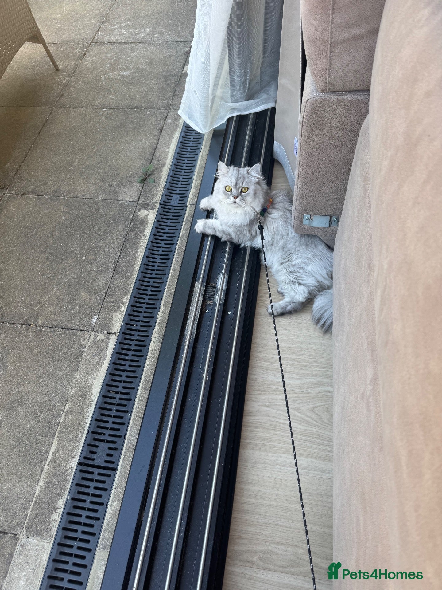 Persian cats Stunning Persian x Ragdoll kittens Ready for Homes - Advert 2