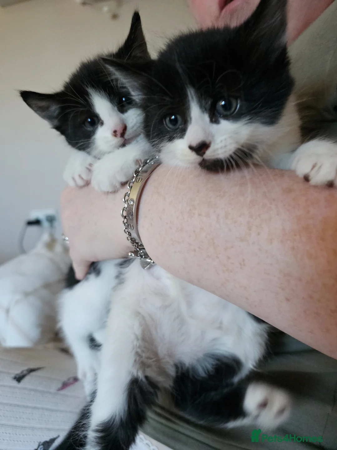 Mixed Breed cats for sale: Beautiful healthy kittens - Advert 1
