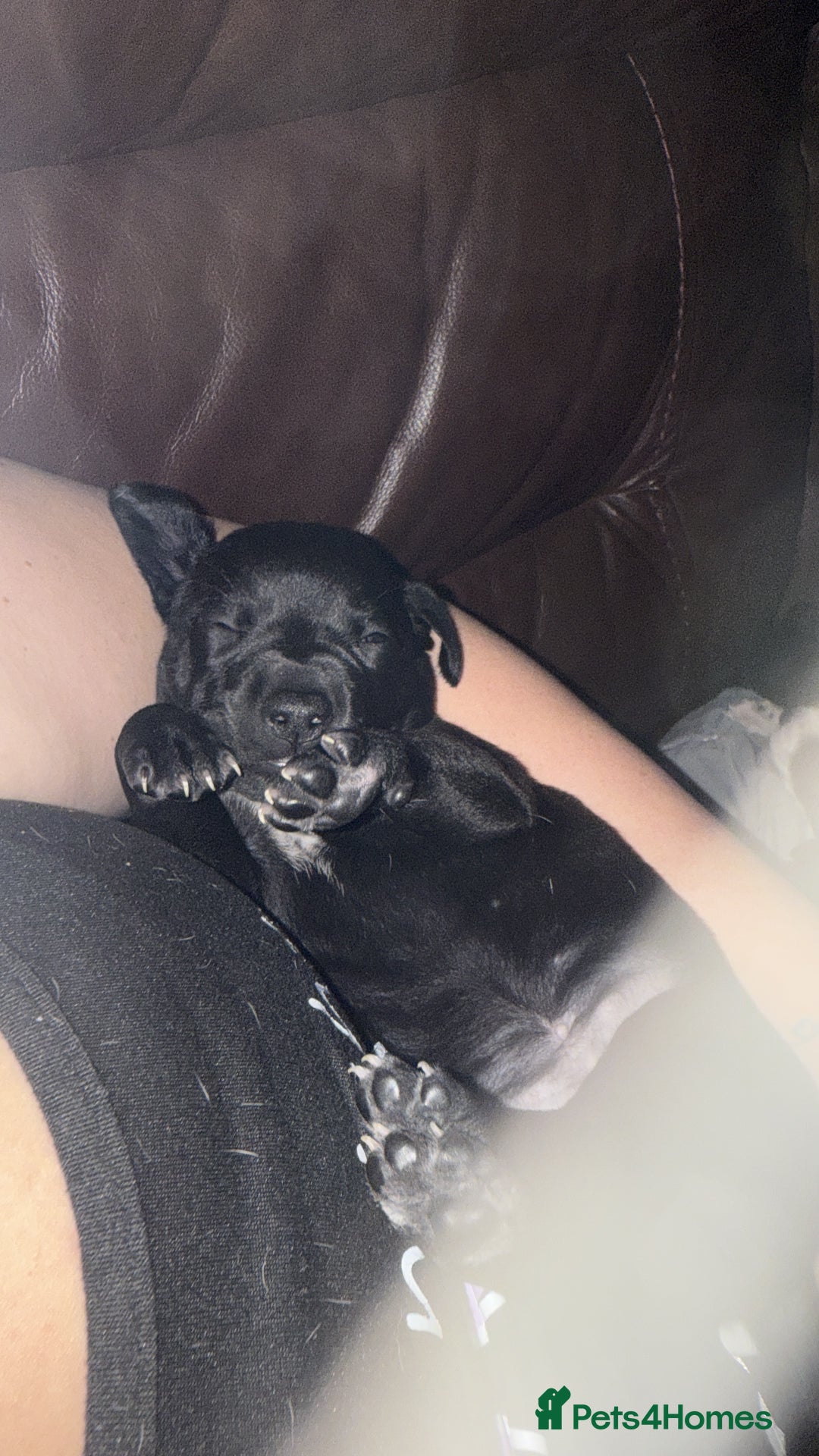 Mixed Breed dogs for sale: Bedlington X pointer  - Advert 10