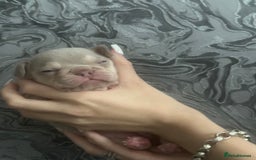 French Bulldog dogs for sale: Female puppy frenchie - Image 3