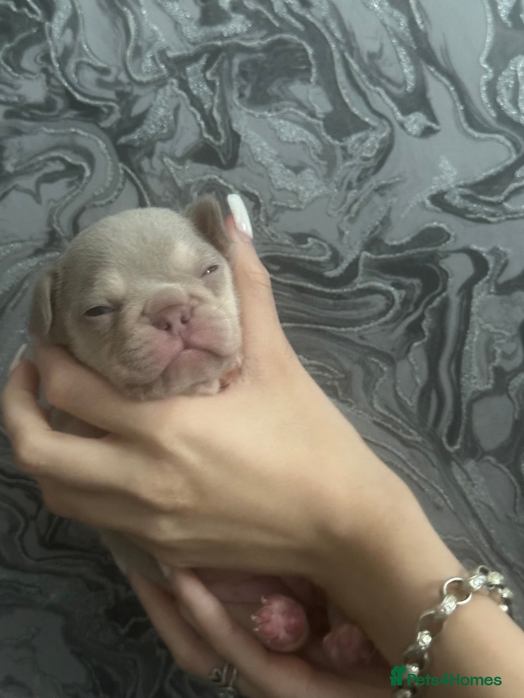 French Bulldog dogs for sale: Female puppy frenchie - Image 3
