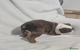 English Bulldog dogs for sale: Champion English bulldogs - Image 10