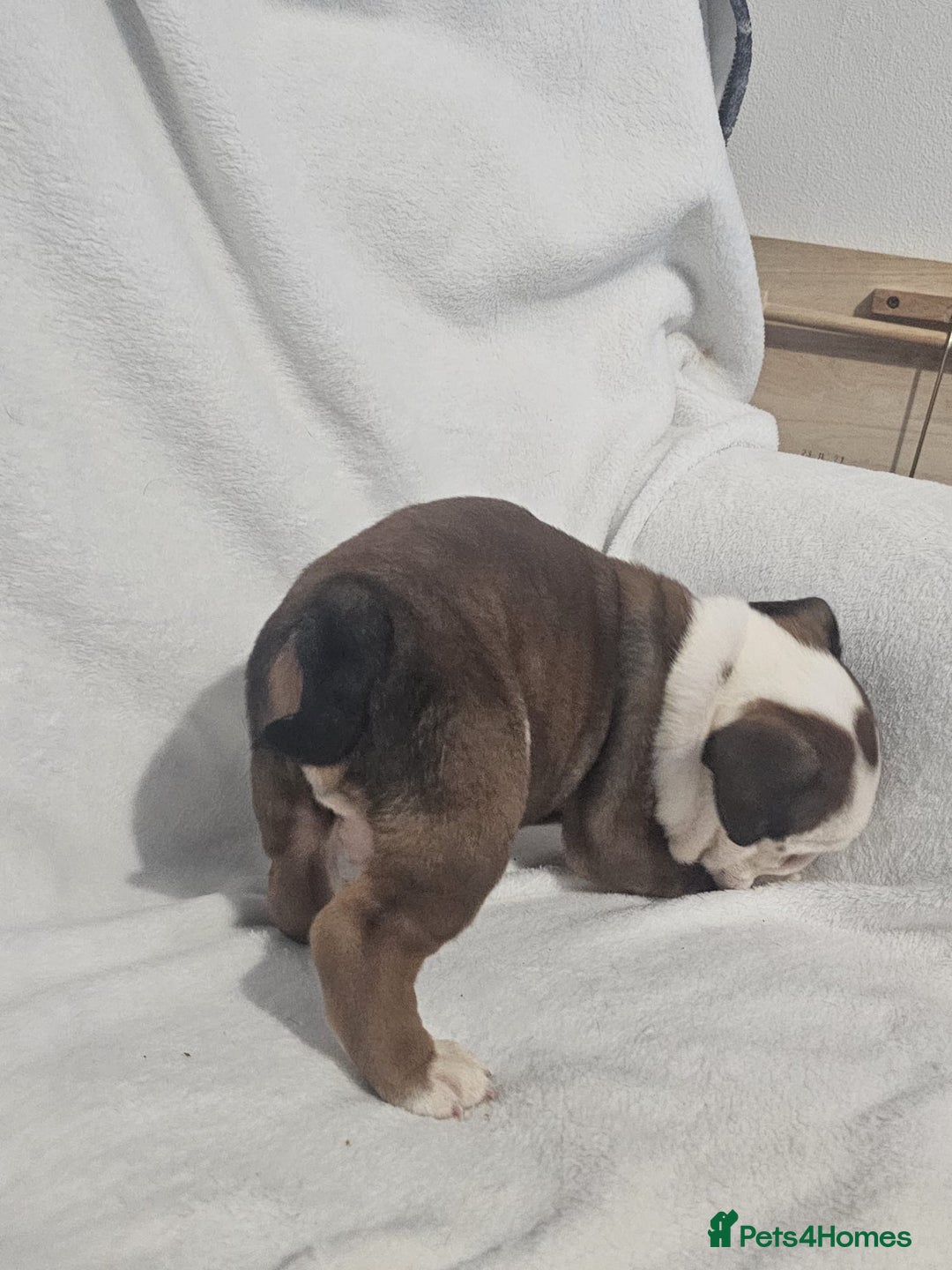 English Bulldog dogs for sale: Champion English bulldogs - Image 10