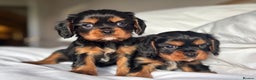 Cavalier King Charles Spaniel dogs for sale: 🐶KC REG, EXTENSIVELY HEALTH TESTED CAVALIER 🐶  - Advert 10