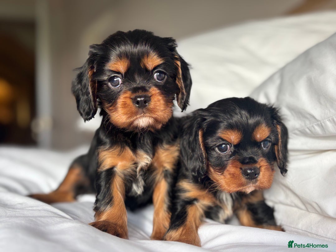 Cavalier King Charles Spaniel dogs for sale: 🐶KC REG, EXTENSIVELY HEALTH TESTED CAVALIER 🐶  - Advert 10