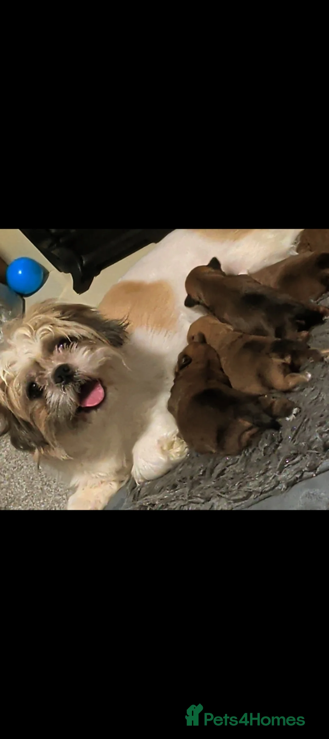 Shorkie dogs for sale: Shorkie puppies for sale  - Advert 18