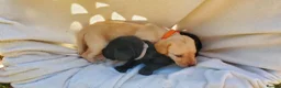 Springador dogs for sale: 6 beautiful springador Puppies fo4 sale - Advert 8
