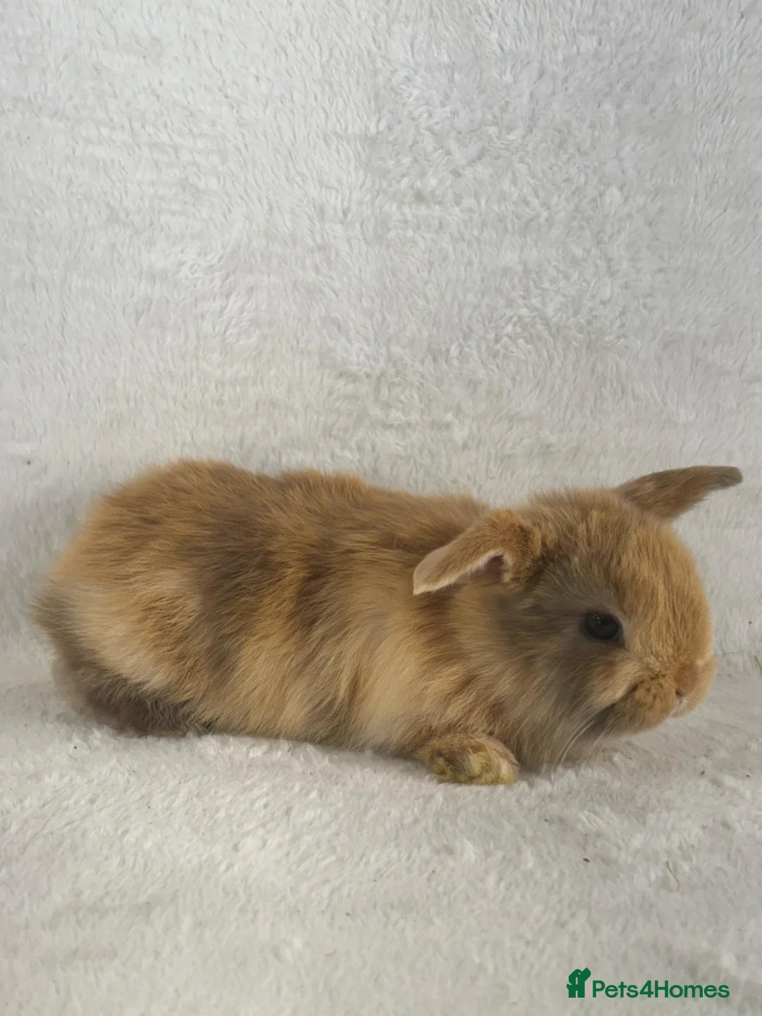 Mini Lop rabbits for sale: 6 x ginger/brown mini lop rabbits - Advert 11