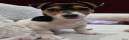 Jack Russell dogs for sale: Jack Russell female (millie) - Advert 4