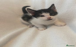 Mixed Breed cats for sale: 8 week old kittens - Image 1