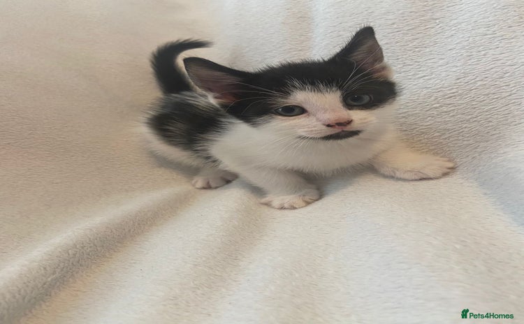 Mixed Breed cats - Advert 16