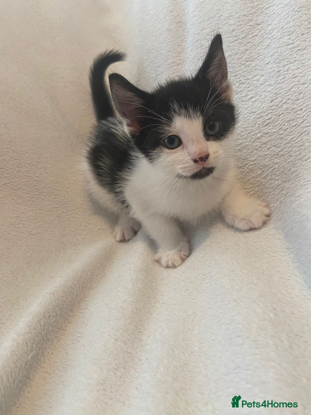 Mixed Breed cats for sale: 8 week old kittens - Image 1