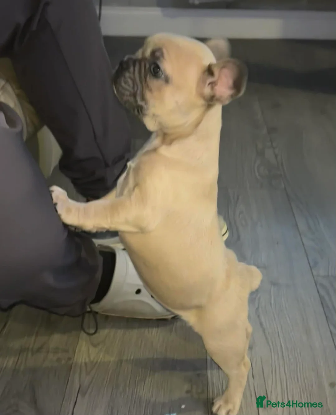 French Bulldog dogs for sale: *LAST ONE* Stunning French Bulldog Puppy - Advert 22