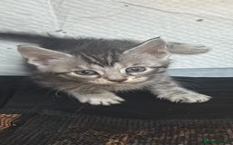 Mixed Breed cats for sale: Maine coon cross Bengal kittens ready now  - Image 17
