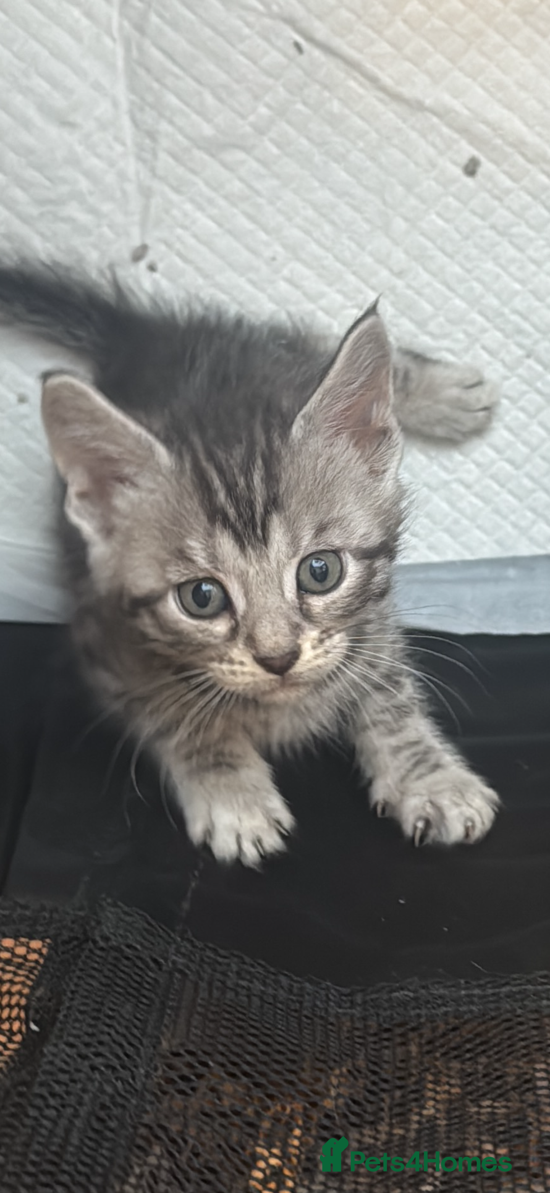 Mixed Breed cats for sale: Maine coon cross Bengal kittens ready now  - Image 17