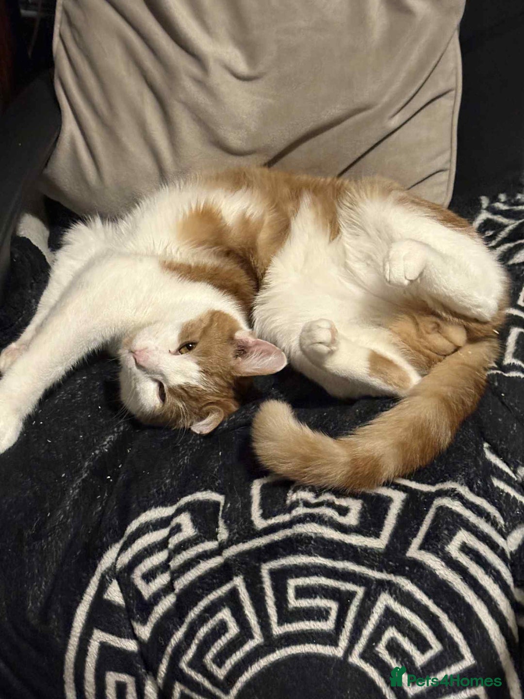 Domestic Shorthair cats for sale: Duchess and ozzy - Advert 3