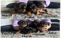 Mixed Breed dogs for sale: Miniature Dorkies - Image 5