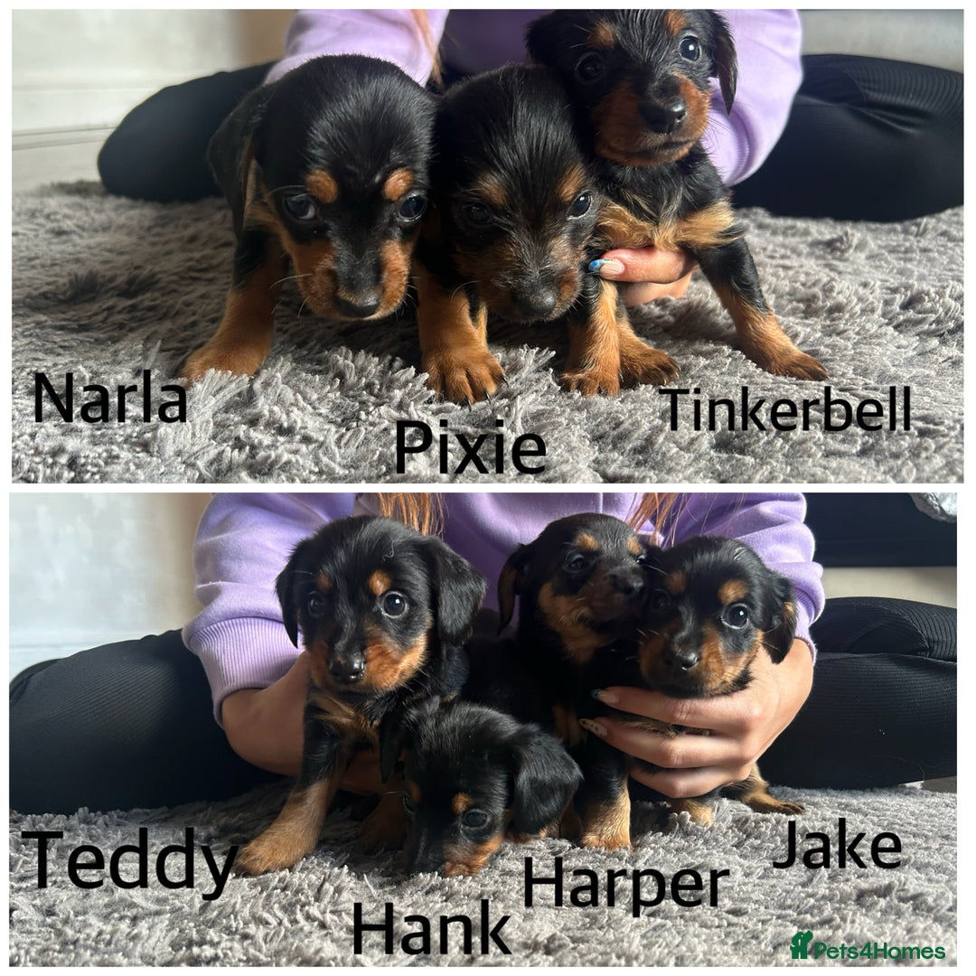 Mixed Breed dogs for sale: Miniature Dorkies - Image 5