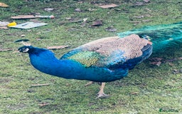 Peafowl poultry for sale: Indian blue breading Peafowl 🦚  - Image 3