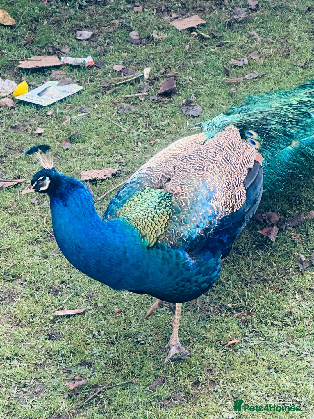 Peafowl poultry for sale: Indian blue breading Peafowl 🦚  - Image 3