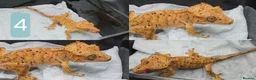 Gecko reptiles for sale: various crested geckos - Advert 4