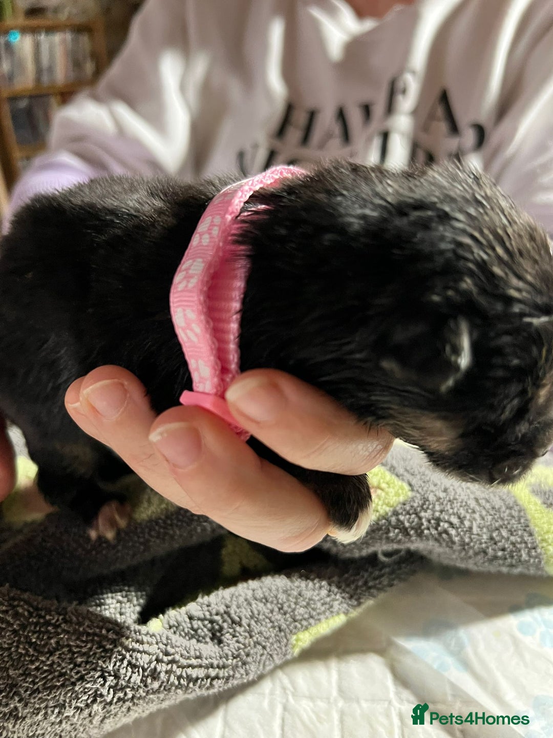 Shepsky dogs for sale: shepsky puppies  - Advert 13