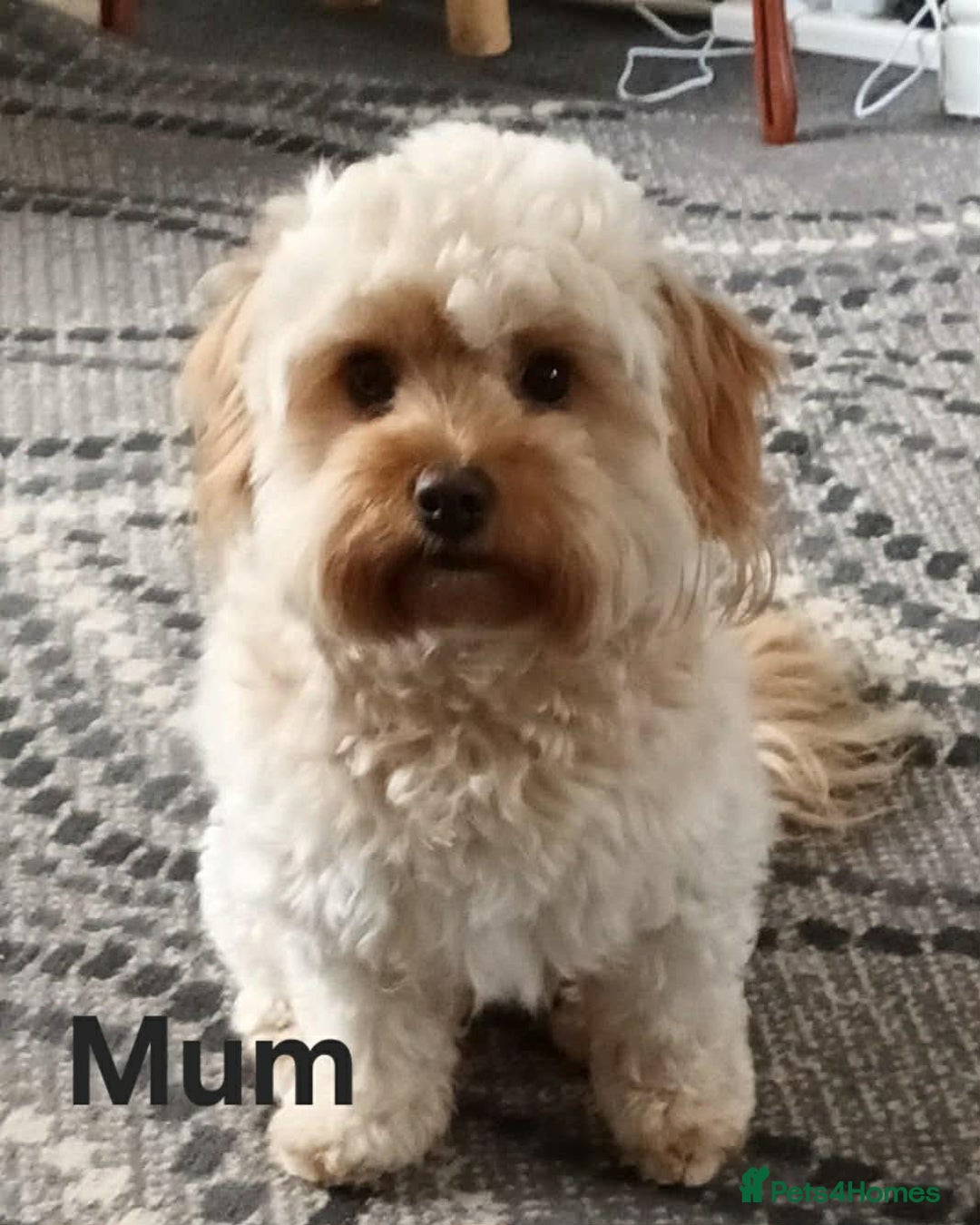 Cavapoochon dogs for sale: Stunning Cavapoochon Puppies - Advert 6