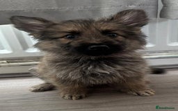 German Shepherd dogs for sale: German shepherd puppies - Image 9