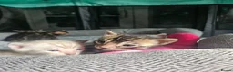 Bengal cats for sale: Stunning bengal kittens  - Advert 8