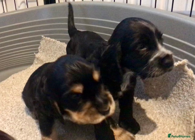 Cocker Spaniel dogs Kc show extensive health tests beautiful colours - Advert 14