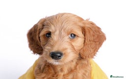 Mini Goldendoodle dogs for sale: F1 pups by POLICE dog trainer / Licensed breeder - Image 1