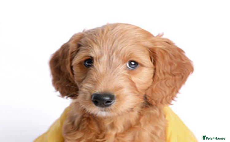 Mini Goldendoodle dogs - Advert 2