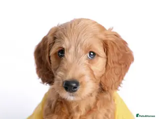 Mini Goldendoodle dogs FEB pups by POLICE dog trainer / Licensed breeder - Advert 1