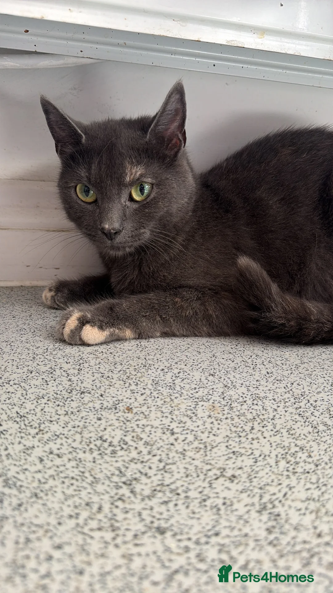 Mixed Breed cats for sale: URGENT REHOME GREY FEMALE - Advert 2