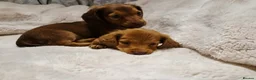 Miniature Dachshund dogs for sale: Longhair miniature dachshund puppys 🐶  - Advert 17