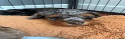 Mixed Breed dogs for sale: Beautiful litter of Cockerpoo x Caverpoo puppies - Advert 5