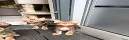 Bengal cats for sale: Only 2 Beautiful Bengal kittens Available🐾  - Advert 5
