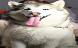 Alaskan Malamute dogs for sale: Alaskan Malamute  - Advert 2