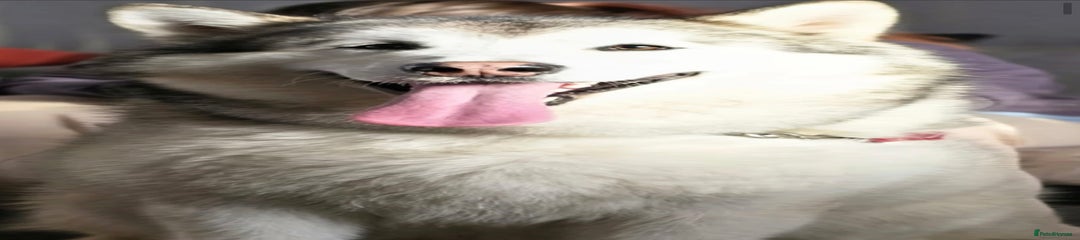 Alaskan Malamute Puppy 1