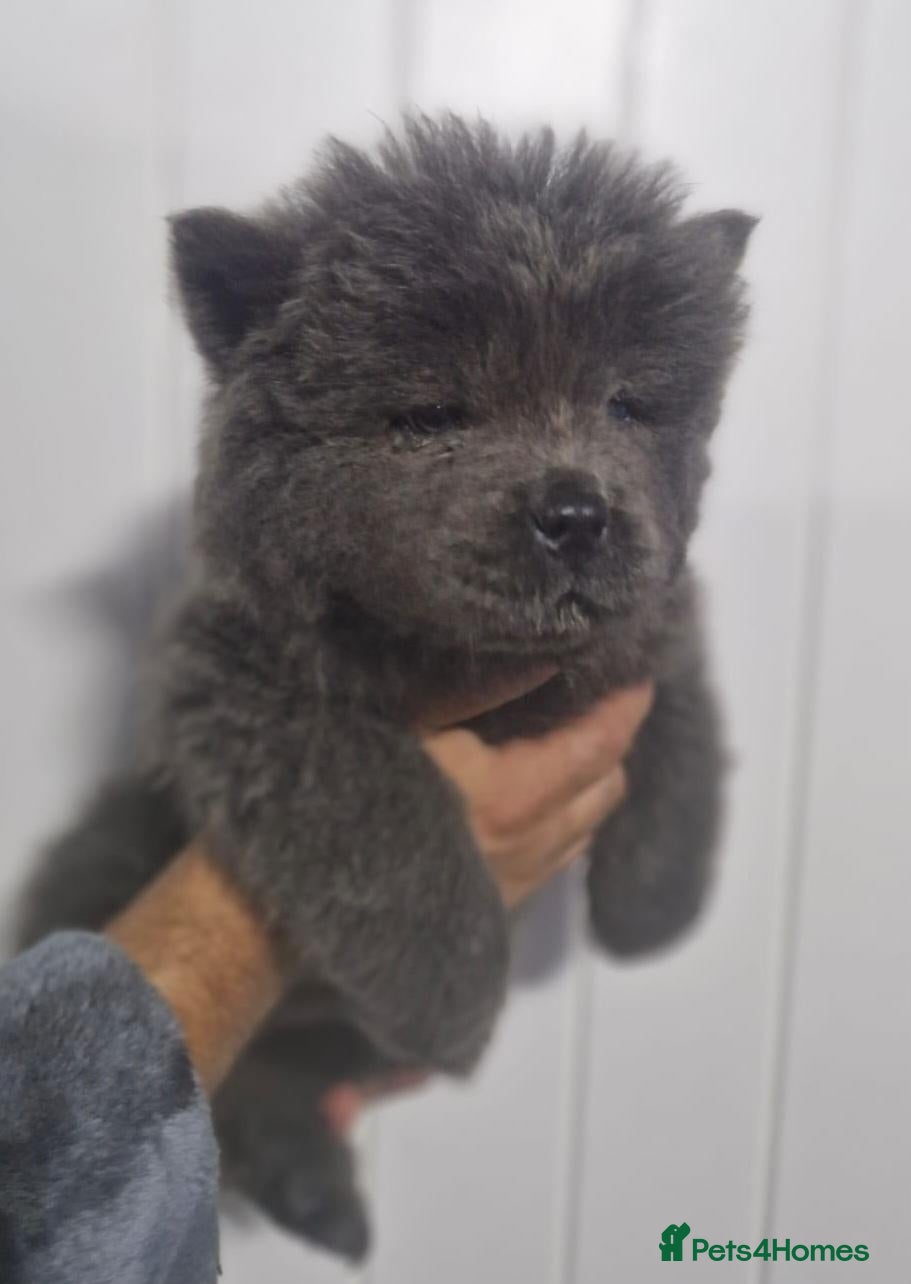 Chow Chow dogs CHOW Toothless 💙🏡 - Advert 3