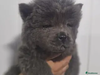 Chow Chow dogs CHOW Toothless 💙🏡 - Advert 18