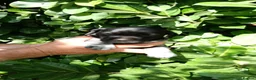 Mixed Breed dogs for sale: Pointer x Brittany  - Advert 13