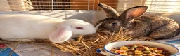 Mixed Breed rabbits for sale: 🐰💕Two Adorable Bunnies Looking for Home 🏡  - Advert 1