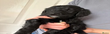 Labradoodle 1