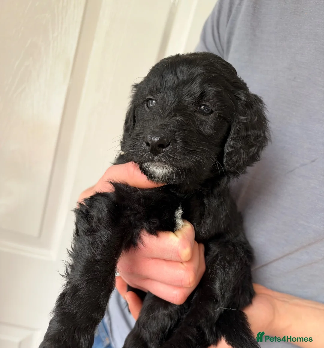 Labradoodle dogs for sale: Gorgeous female Labradoodles.  in Doncaster - Advert 2