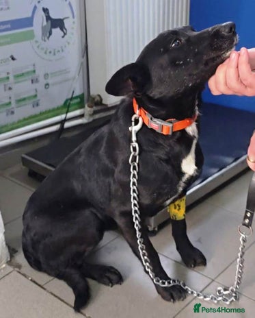 MASHA - a superb little girl, for a Loving Home