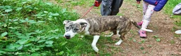 Mixed Breed dogs for sale: Dog needing rehomed in Ayr - Advert 2