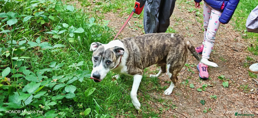 Mixed Breed dogs for sale: Dog needing rehomed in Ayr - Advert 2