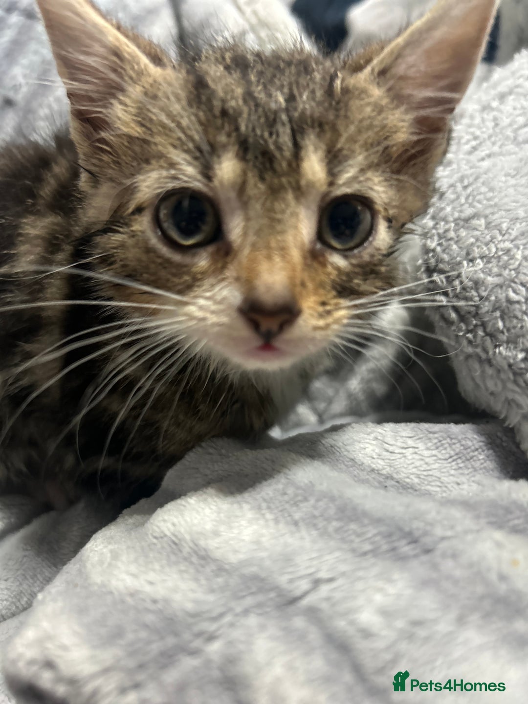 Domestic Shorthair cats for sale: Adorable Kittens! 🐾ready 18th January  - Advert 2